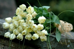 Tied Funeral Sheaf - cream tulips, foliage & raffia